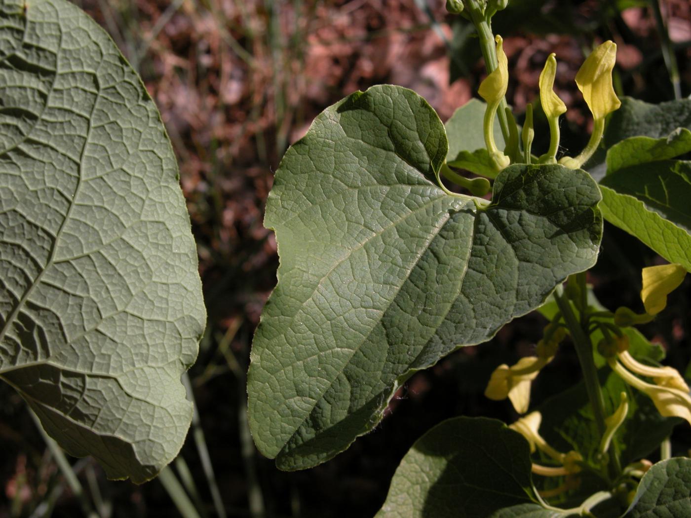 Birthwort leaf